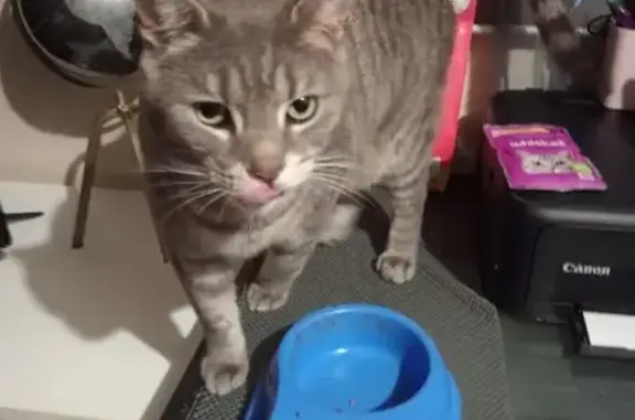Missing cat West Torrens, photo: Missing Tabby Cat: Green Eyes, Hardy Rd