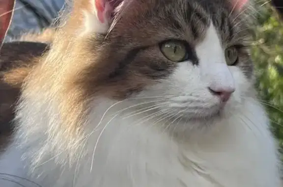 Chat perdu: blanc/tigré, poils longs, Vif - photo