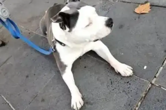 Lost Dog: White with Blue-Grey Patches