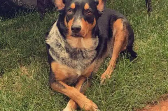 Help Find Hercules: Lost Kelpie in Toowoomba