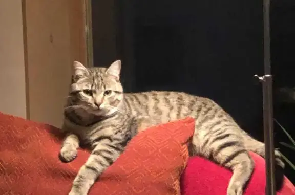 Chat perdu à Tarnos, collier jaune - photo