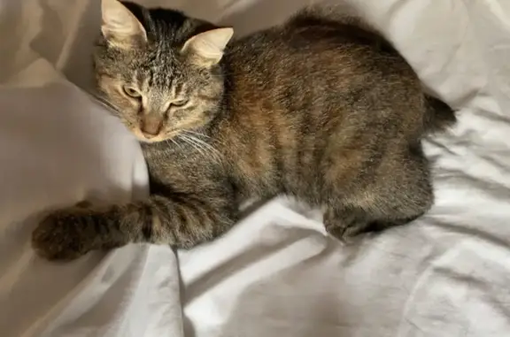 Chat perdu, Hornaing, photo: Perdue : chatte tigrée câline à Hornaing