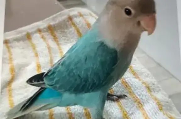 Ave Perdida en Albolote: Galleta, Azul y Cariñosa