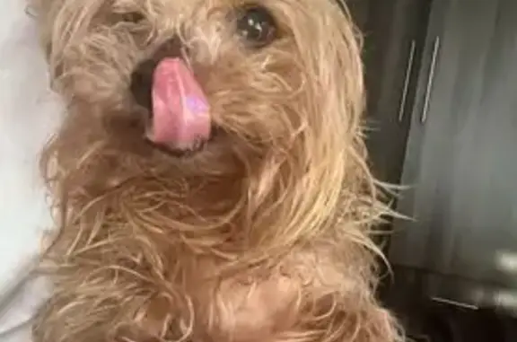 Perros perdidos, Gomez Palacio, foto: Perro Grande Perdido en Gómez Palacio: Willy