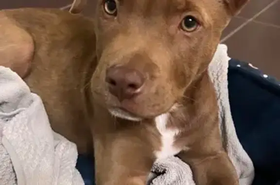 Chiot caramel perdu, très gentil à Bondy - photo