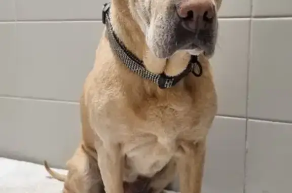 Chien beige âgé trouvé à St-Chély-d'Apcher - photo