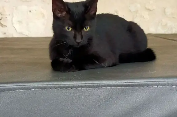 Chat trouvé Joué-lès-Tours, photo: Chatte noire trouvée à Joué-lès-Tours