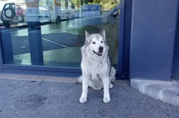 Chien trouvé Gattières, photo: Chien trouvé, sociable mais insaisissable