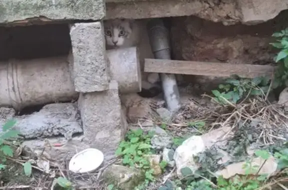 Chat trouvé , photo: Chaton blanc aux yeux bleus trouvé à Agen