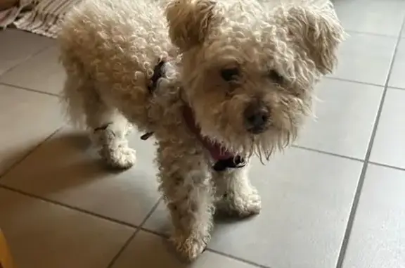 Animaux trouvés , photo: Bichon frisé âgé trouvé à Mancey