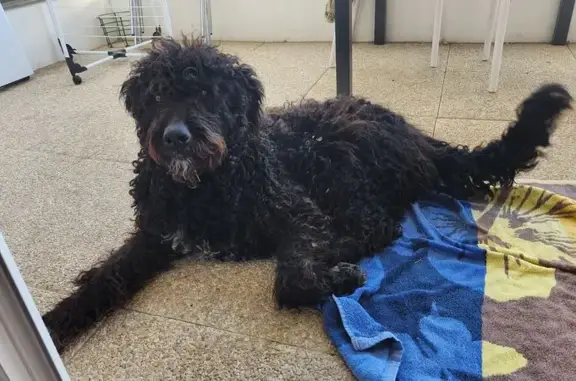 Animaux trouvés , photo: Chienne Lagotto trouvée à Limans (PACA)
