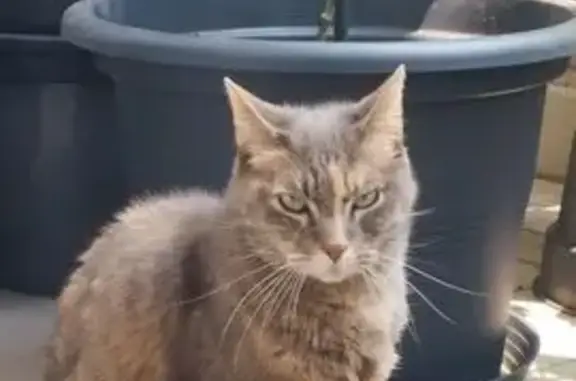 Animaux perdus Villeurbanne, photo: Chatte tigrée perdue à Villeurbanne