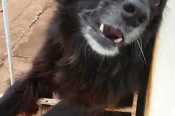 cachorro desaparecida