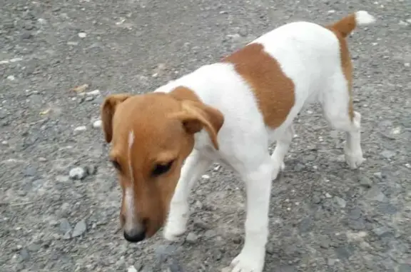Chien perdu , photo : Chien perdue près de Nieuil-l'Espoir