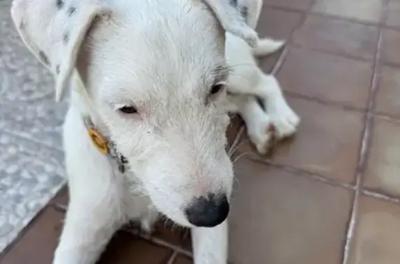 Chien perdu : Parson Russel 5 mois, Lespourcy - photo