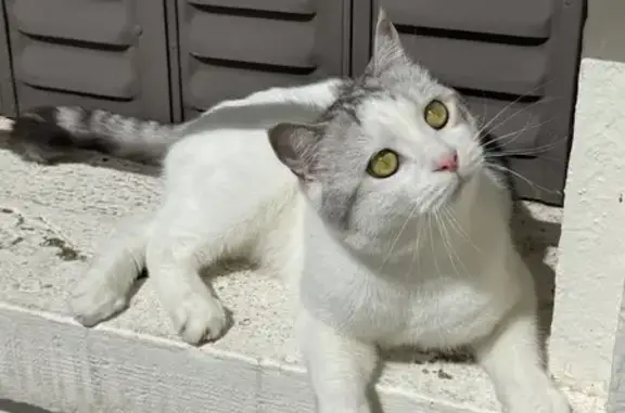 Chat mâle blanc/gris perdu à Vichy - photo