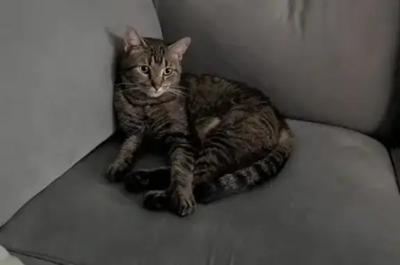 Friendly Gray Tabby Lost on E 61st Ave