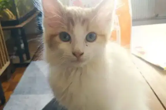 Animaux trouvés , photo: Chatte blanche trouvée à Douvenant