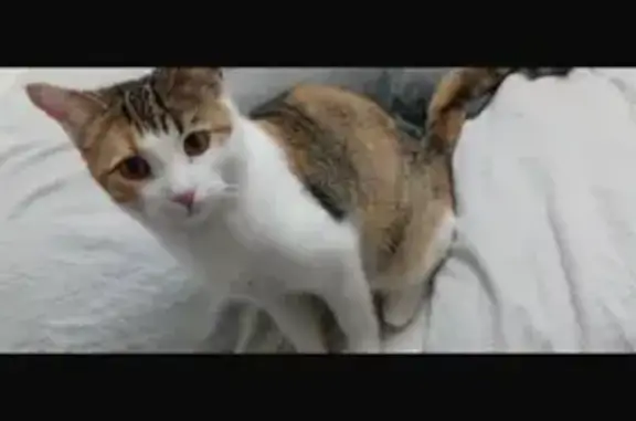 Help Find Alondra: Missing Cat in Paterson