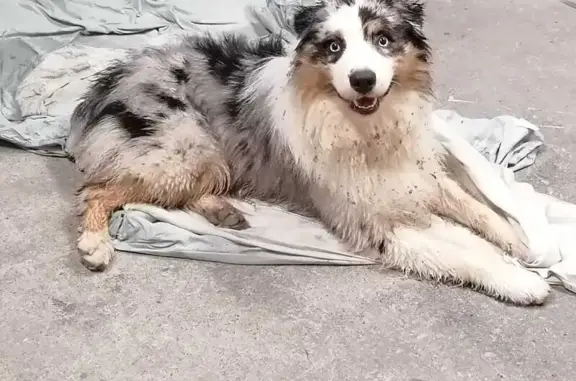 Animaux trouvés Albi, photo: Chien trouvé à Albi, route de la Drêche