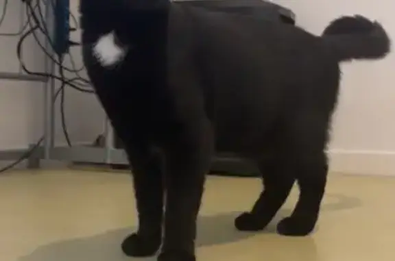 Animaux trouvés La Roche-sur-Yon, photo: Chatte trouvée câline, tachetée, yeux verts