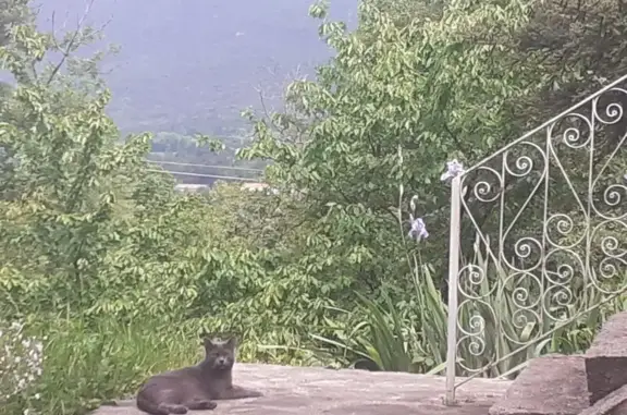 Chat gris perdu, Chemin des Bas Hubacs - photo