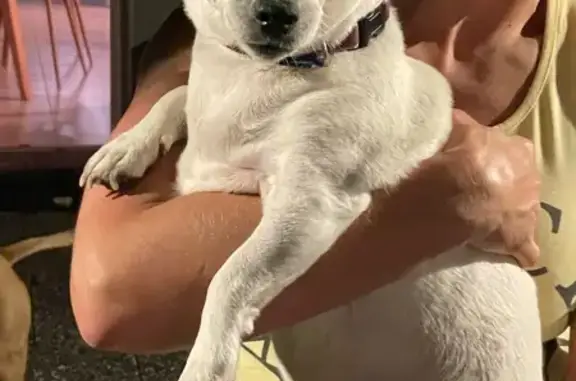 Animaux trouvés , photo: Chienne Jack Russel blanche trouvée à Bessoncourt