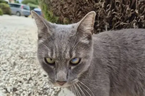 Animaux trouvés , photo: Chatte grise borgne trouvée à Espeluche