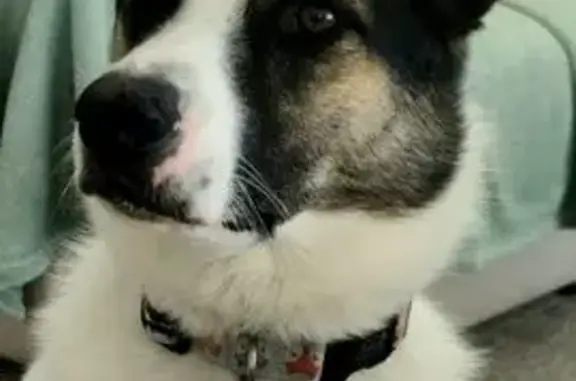 Lost Skittish Cattle Dog in Payson Area