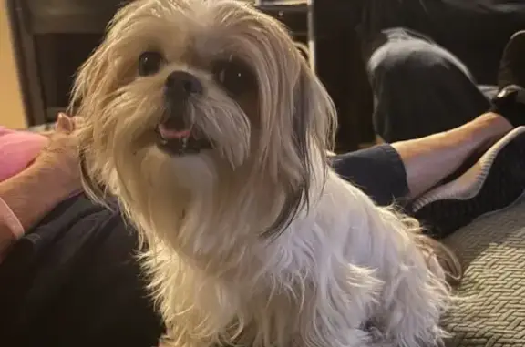 Found dog San Antonio, photo: Found: Two Shih Tzus on Lockhill Selma