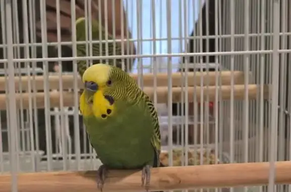Parakeet Spotted at Ashburn So...