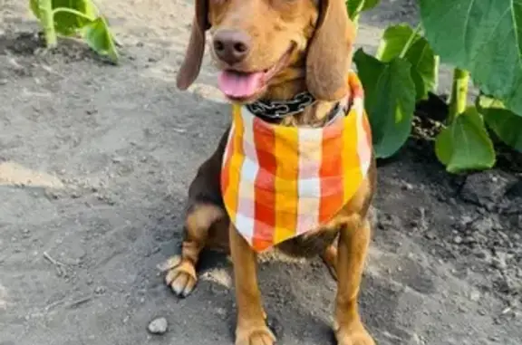 Lost Dog: Last Seen Near 151st & Arapaho
