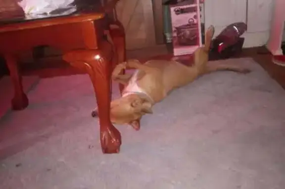 Lost Dog: Friendly Shepard/Lab Mix