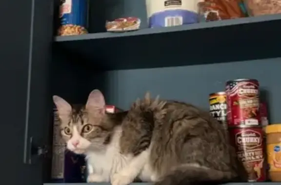Lost Friendly Cat: Parkdale St, NLR