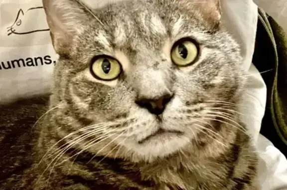 Lost FIV+ Cat: Brown/Grey, Stubby Tail