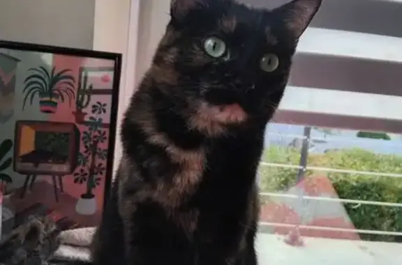 Chatte écaille 2 ans perdue à Quimper - photo