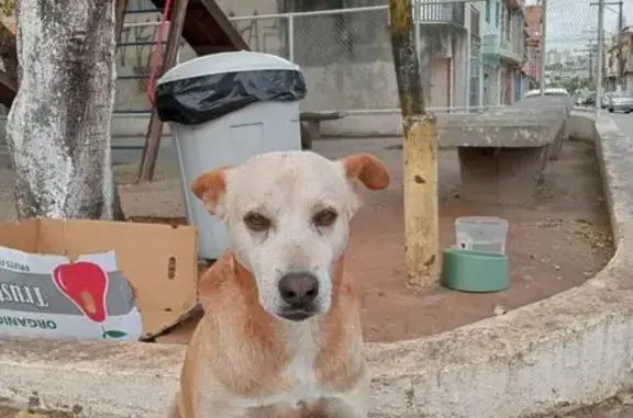 cachorro desaparecida