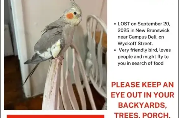 Help Find Marley: Missing Cockatiel in NJ