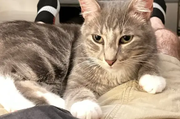 Lost Gray Cat Wilson in Portland Area