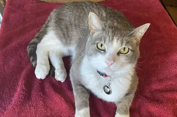 Lost Cat: Black Collar, Keiko Ct, Salem