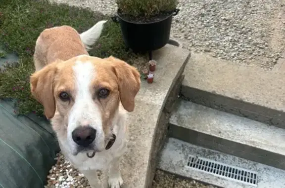 Nougat, chien marron clair perdu au Pas - photo