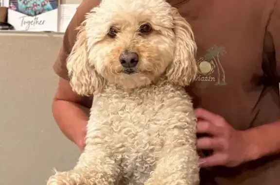 Lost Curly-Haired Dog in Colorado Springs