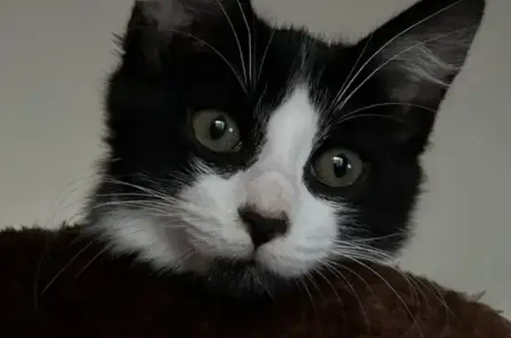 Animaux perdus , photo: Chaton perdu noir/blanc, Asnans-Beauvoisin