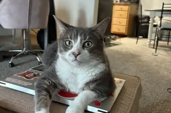 Lost Cat: White Paws, Clifton Ave, 1642