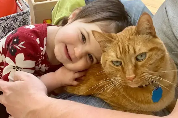 Sweet Orange Tabby Lost in Marietta