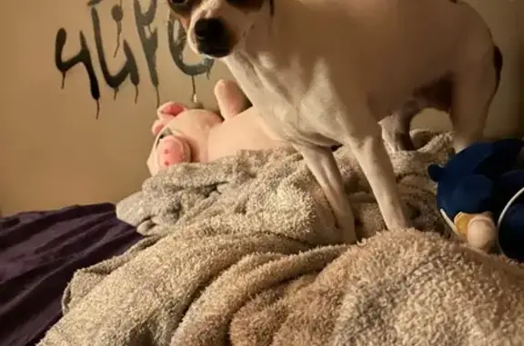 Lost Brown Dog with Purple Collar in Ohio