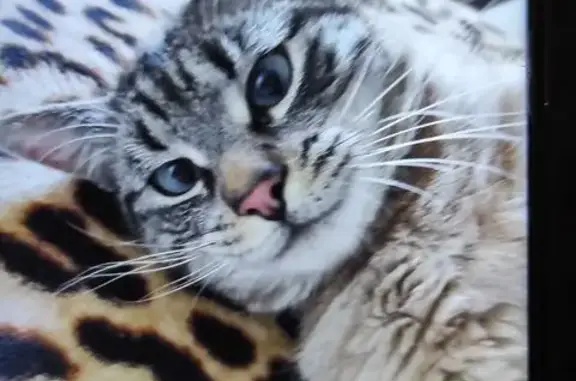 Chat gris tigré perdu à Taden - photo