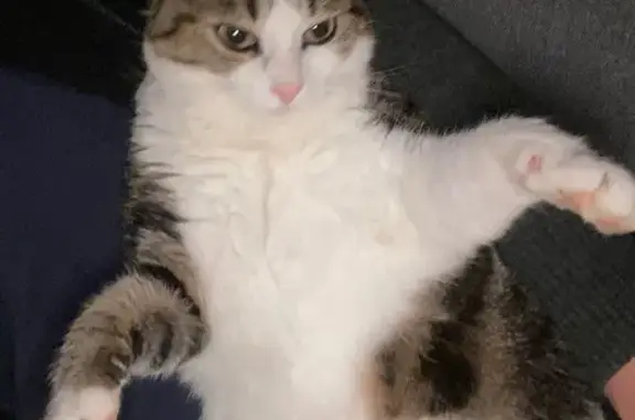 Chat perdu, Louhans, photo: Chatte blanche tigrée perdue, Louhans