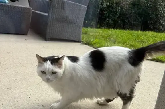 Chat noir et blanc errant à Laval - photo