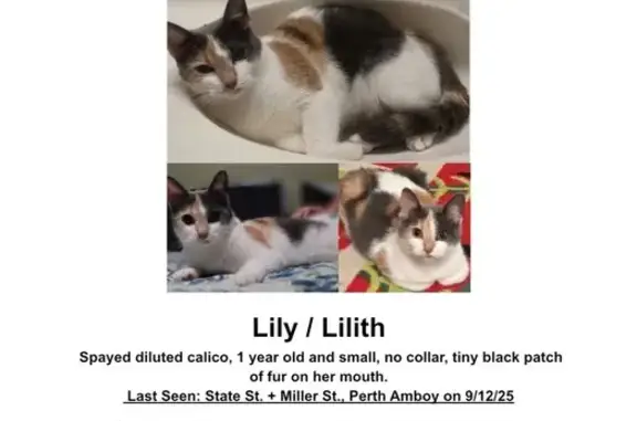 Lost Calico Cat: Small Black Patch, Perth Amboy